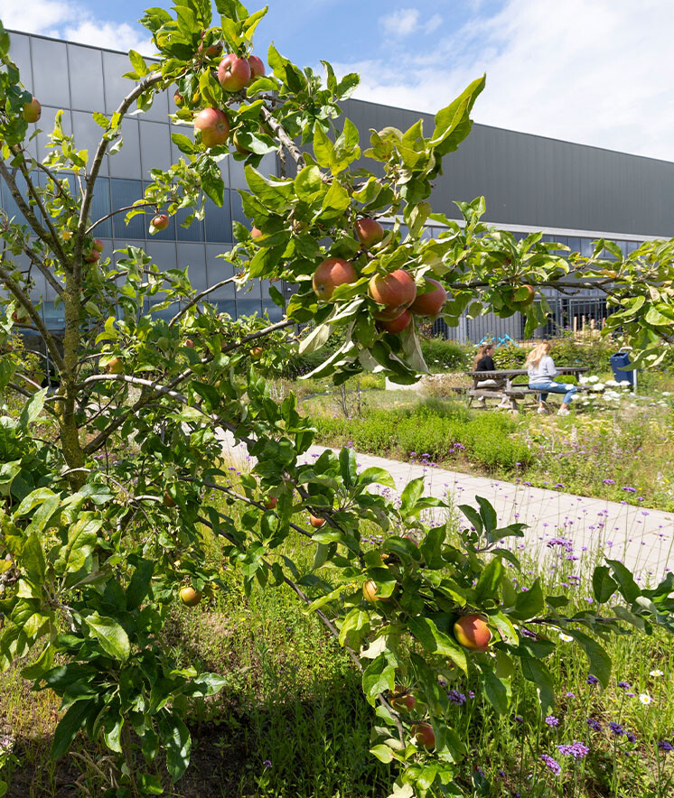 DLG   DC Echt Susteren   3